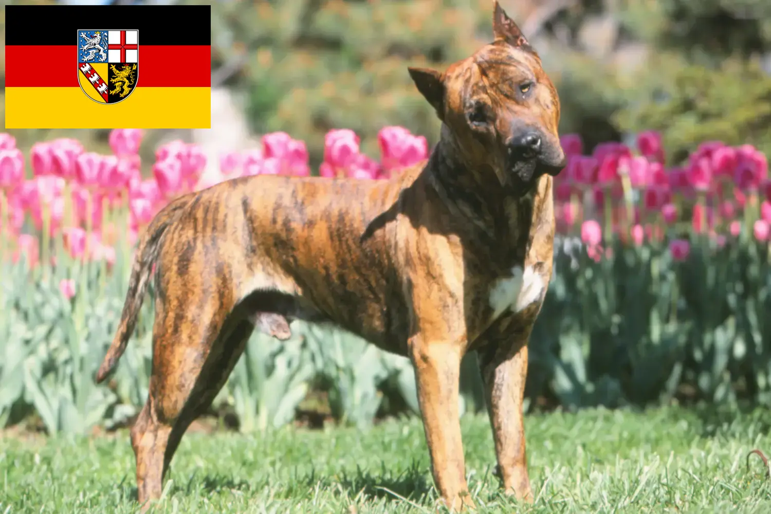 Presa Canario cachorros e criadores Sarre Aqui pode encontrar criadores de Presa Canarios em Saarland.