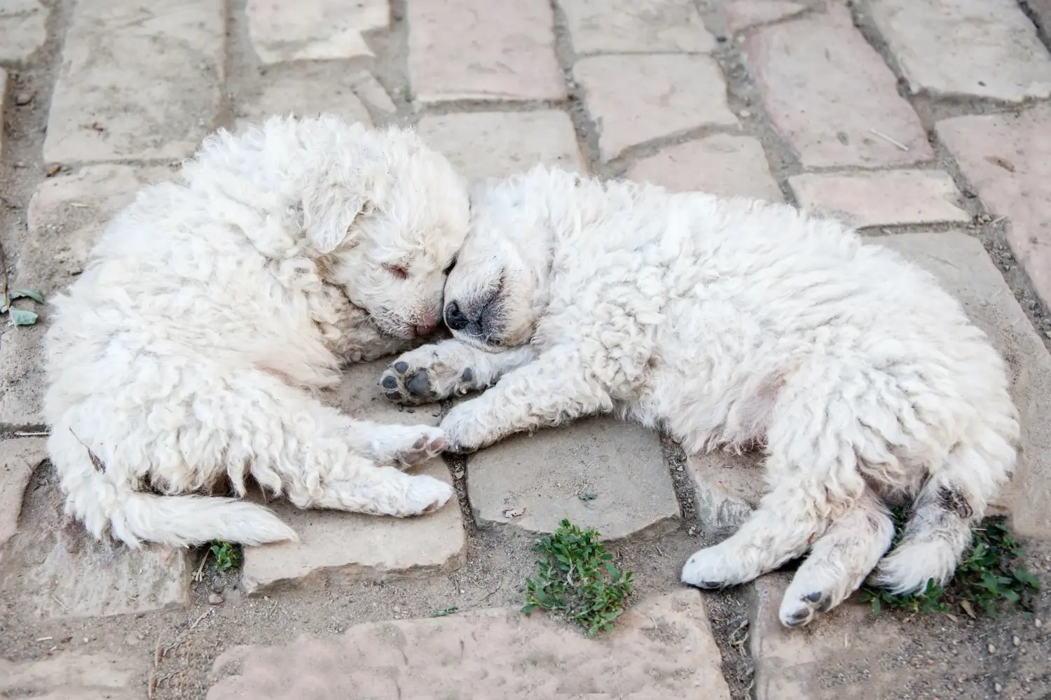 Comprar um cachorro Puli significa assumir a responsabilidade! Comprar cachorros Puli.