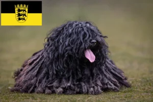 Read more about the article Criadores de Puli e cachorros em Baden-Württemberg