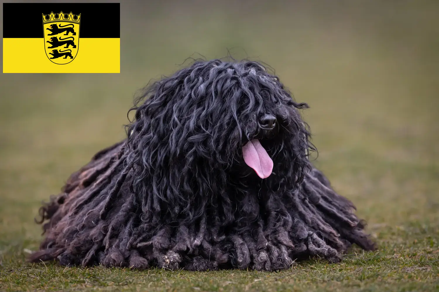 Read more about the article Criadores de Puli e cachorros em Baden-Württemberg