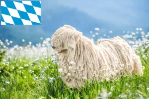 Read more about the article Criadores de Puli e cachorros na Baviera