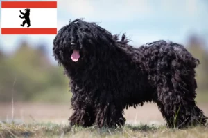 Read more about the article Criadores de Puli e cachorros em Berlim