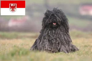 Read more about the article Criadores de Puli e cachorros em Brandenburg