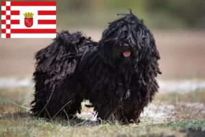 Read more about the article Criadores de Puli e cachorros em Bremen
