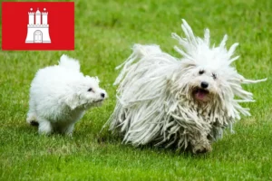 Read more about the article Criadores de Puli e cachorros em Hamburgo