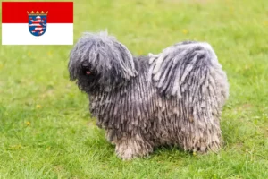 Read more about the article Criadores de Puli e cachorros em Hessen