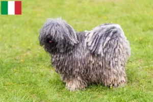 Read more about the article Criadores de Puli e cachorros em Itália