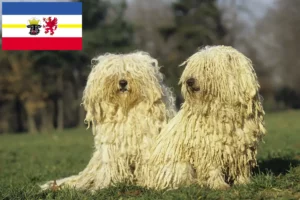 Read more about the article Criadores de Puli e cachorros em Mecklenburg-Vorpommern