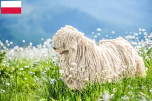Read more about the article Criadores de Puli e cachorros na Polónia
