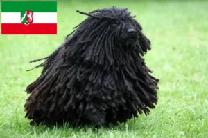 Read more about the article Criadores de Puli e cachorros na Renânia do Norte-Vestefália