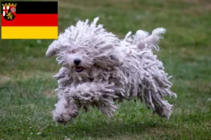 Read more about the article Criadores de Puli e cachorros em Renânia-Palatinado