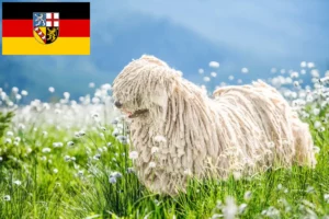 Read more about the article Criadores de Puli e cachorros em Sarre