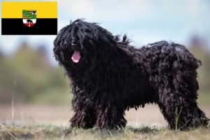 Read more about the article Criadores de Puli e cachorros em Saxónia-Anhalt
