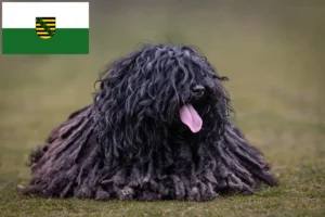 Read more about the article Criadores de Puli e cachorros em Saxónia