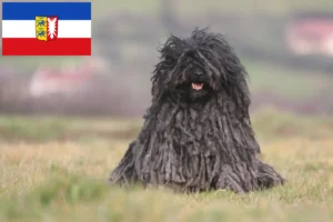 Read more about the article Criadores de Puli e cachorros em Schleswig-Holstein