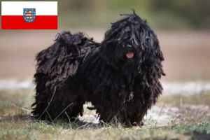 Read more about the article Criadores de Puli e cachorros na Turíngia