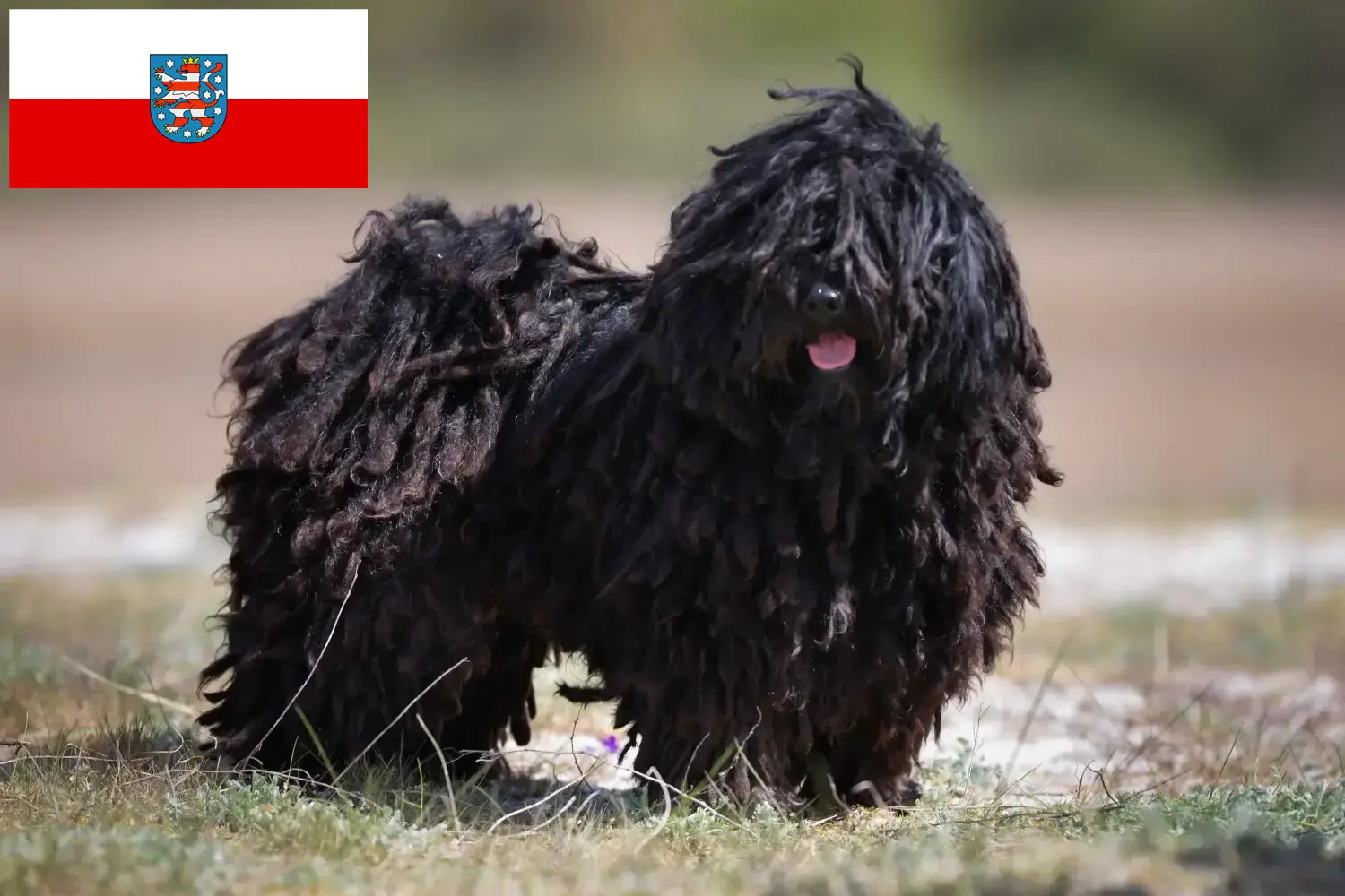 Read more about the article Criadores de Puli e cachorros na Turíngia
