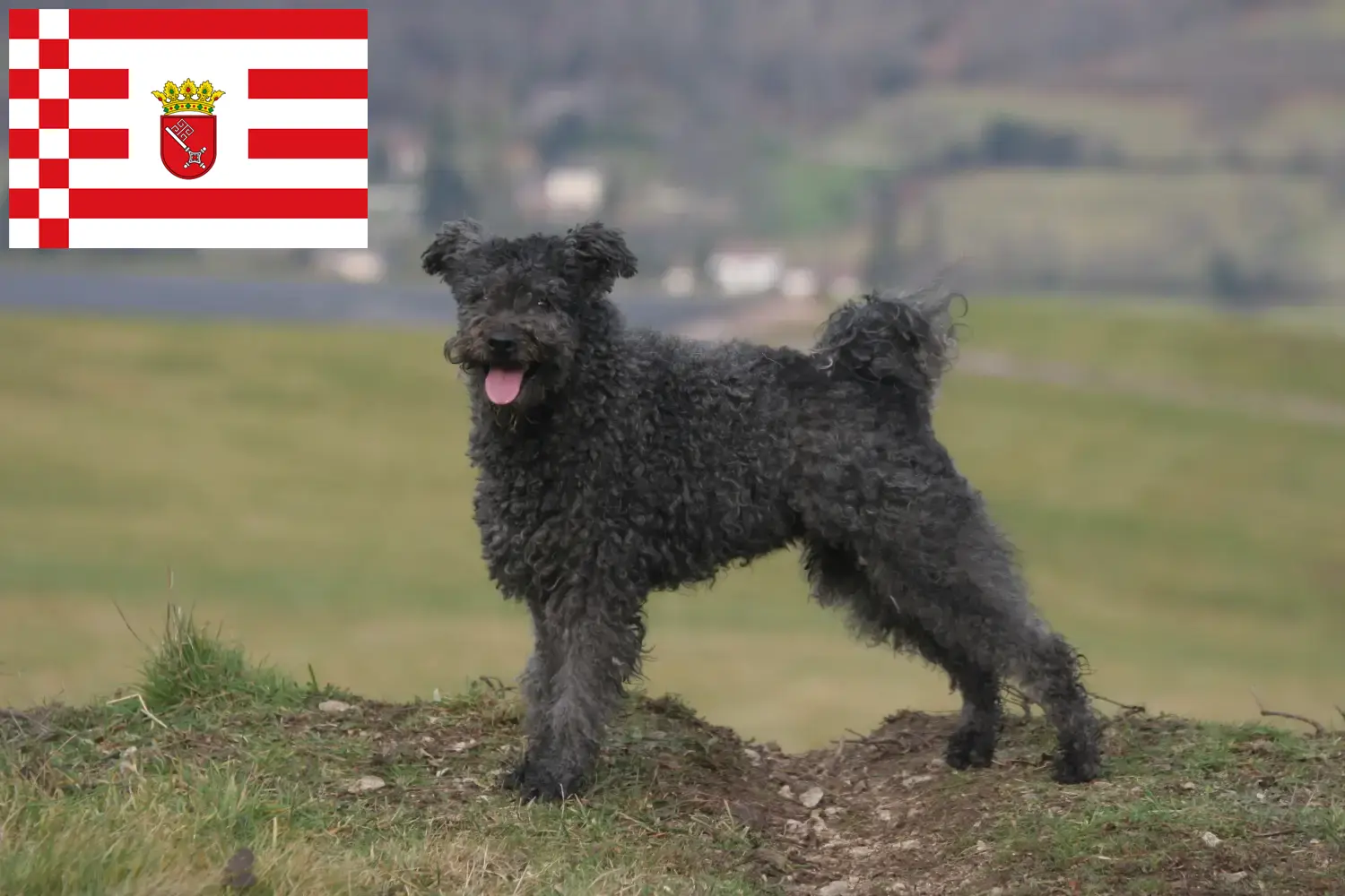 Pumi cachorros e criador Bremen Aqui pode encontrar criadores de Pumi em Bremen.