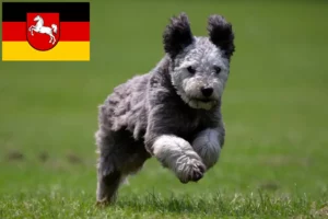 Read more about the article Criadores de Pumi e cachorros na Baixa Saxónia