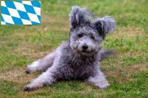 Read more about the article Criadores de Pumi e cachorros na Baviera