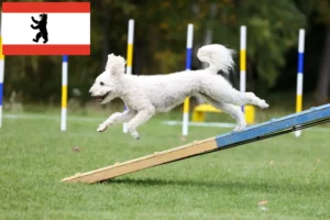 Read more about the article Criadores de Pumi e cachorros em Berlim