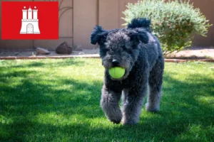 Read more about the article Criadores de Pumi e cachorros em Hamburgo