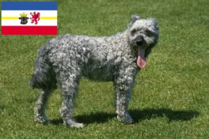 Read more about the article Criadores de Pumi e cachorros em Mecklenburg-Vorpommern