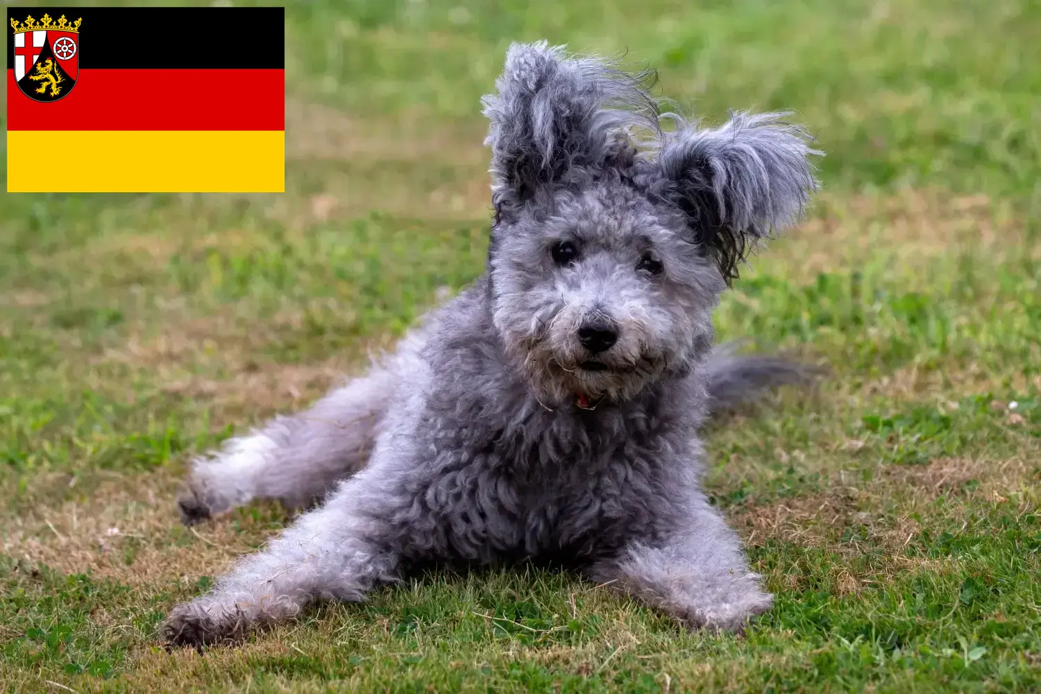 Cachorros e criadores de Pumi Renânia-Palatinado Aqui pode encontrar criadores de Pumis na Renânia-Palatinado.