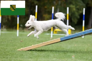 Read more about the article Criadores de Pumi e cachorros na Saxónia