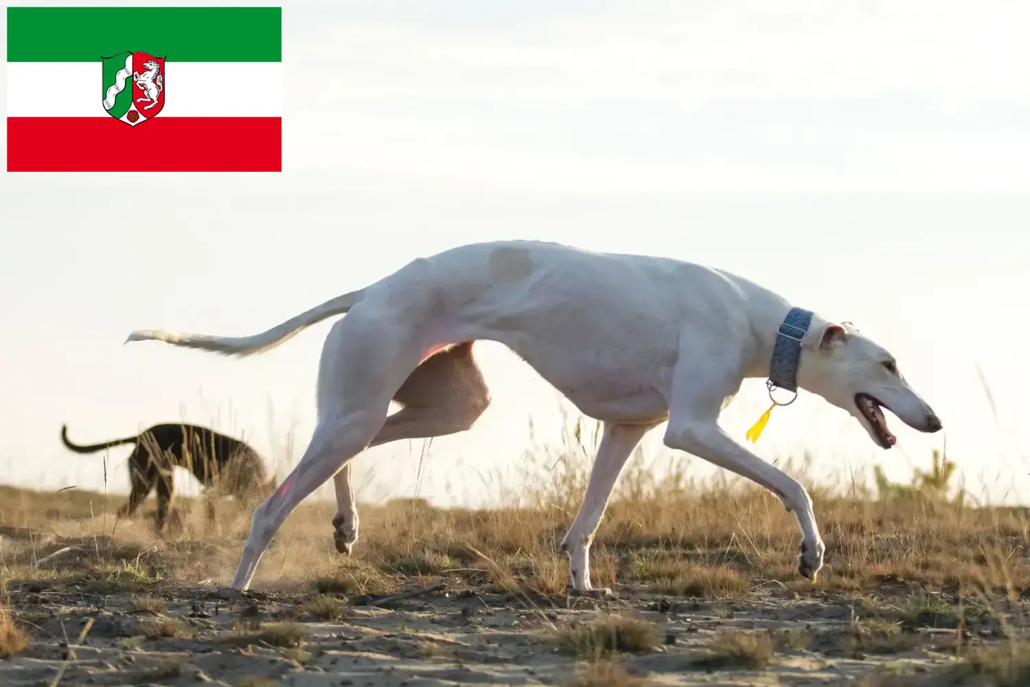 Chart Polski cachorros e criadores Renânia do Norte-Vestefália Aqui pode encontrar os criadores de Chart Polskis na Renânia do Norte-Vestefália.