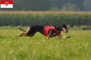 Read more about the article Chart Polski criadores e cachorros em Brandenburg