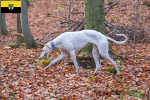 Read more about the article Chart Polski criadores e cachorros na Saxónia-Anhalt