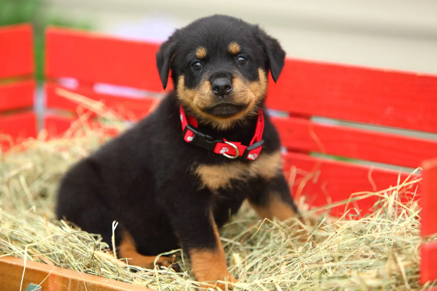 Comprar um cachorro Rottweiler significa assumir a responsabilidade! Comprar cachorros Rottweiler.