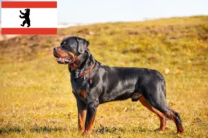 Read more about the article Criadores de Rottweiler e cachorros em Berlim