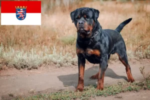 Read more about the article Criadores de Rottweiler e cachorros em Hessen