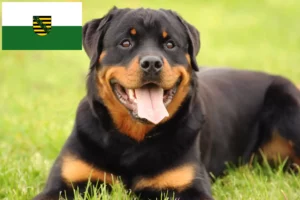 Read more about the article Criadores de Rottweiler e cachorros em Saxónia