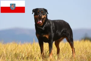 Read more about the article Criadores de Rottweiler e cachorros em Thuringia