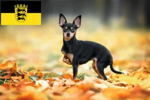 Read more about the article Russkiy Toy criadores e cachorros em Baden-Württemberg