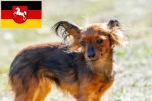 Read more about the article Criadores de Russkiy Toy e cachorros na Baixa Saxónia
