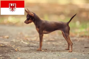 Read more about the article Russkiy Toy criadores e cachorros em Brandenburg