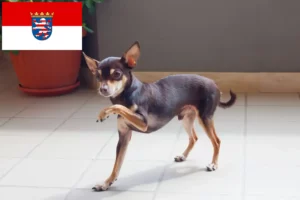 Read more about the article Russkiy Toy criadores e cachorros em Hessen