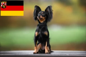 Read more about the article Russkiy Toy criadores e cachorros na Renânia-Palatinado