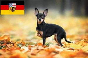 Read more about the article Criadores de Russkiy Toy e cachorros no Sarre