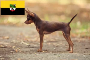 Read more about the article Criadores de Russkiy Toy e cachorros na Saxónia-Anhalt