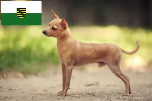 Read more about the article Criadores de Russkiy Toy e cachorros na Saxónia