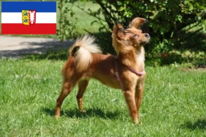 Read more about the article Russkiy Toy criadores e cachorros em Schleswig-Holstein