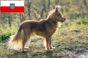 Read more about the article Russkiy Toy criadores e cachorros na Turíngia