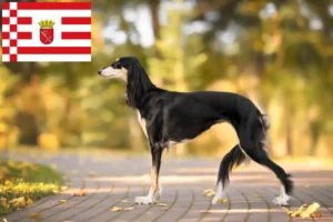 Read more about the article Criadores de saluki e cachorros em Bremen