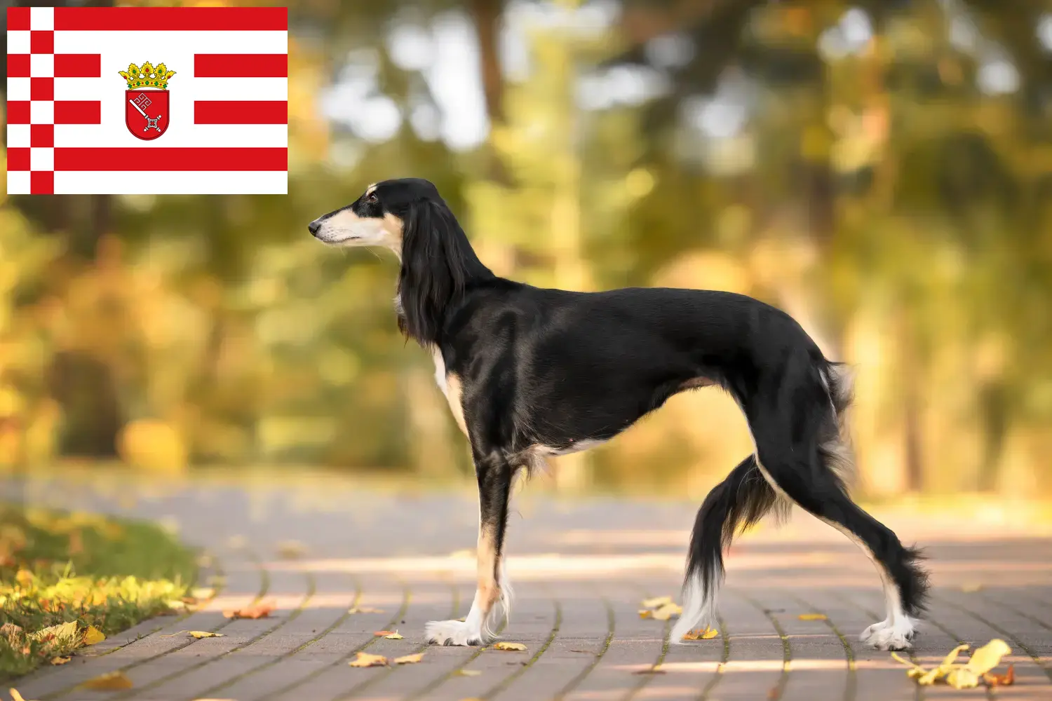 Read more about the article Criadores de saluki e cachorros em Bremen