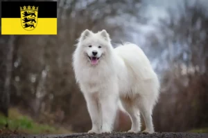 Read more about the article Criadores de Samoieda e cachorros em Baden-Württemberg
